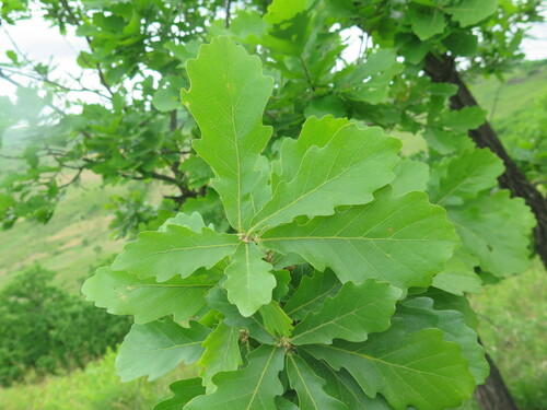 Quercus liaotungensis
