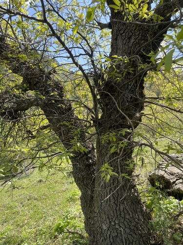 Quercus libani (Lebanon oak) — photo