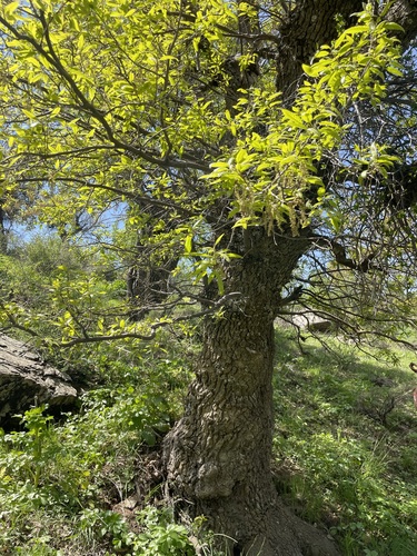 Quercus libani