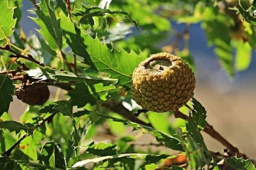 Quercus libani (Lebanon oak) — photo