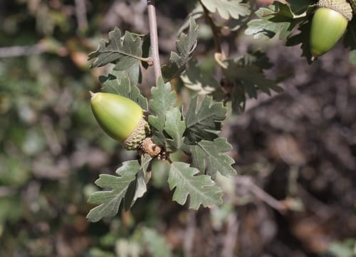 Quercus lobata (Californian White Oak) — photo