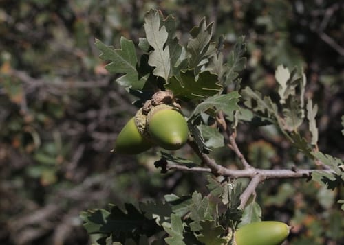 Quercus lobata (Californian White Oak) — photo