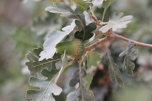 Quercus lobata