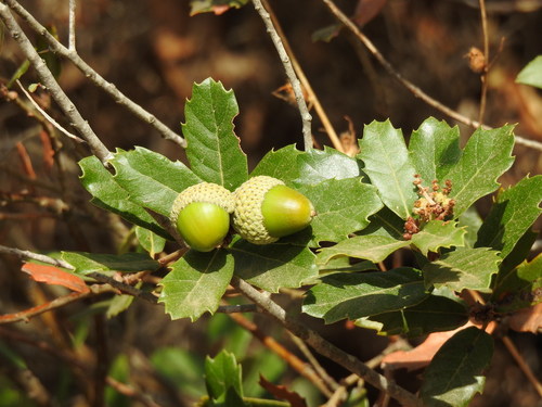 Quercus lusitanica