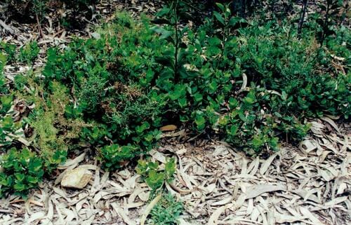 Quercus lusitanica (Lusitania oak) — photo