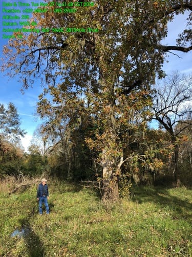 Quercus lyrata (Overcup oak) — photo