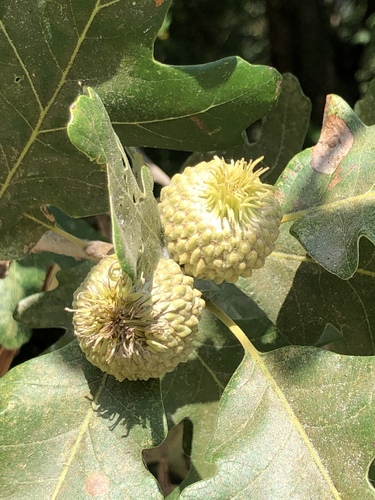 Quercus lyrata x virginiana
