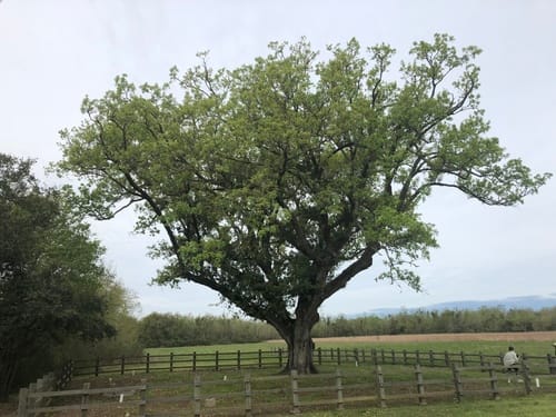 Quercus lyrata x virginiana (Compton's oak) — photo
