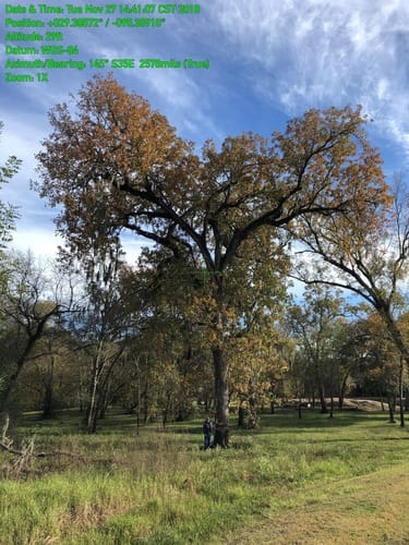 Quercus lyrata