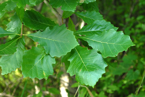 Quercus lyrata (Overcup oak) — photo