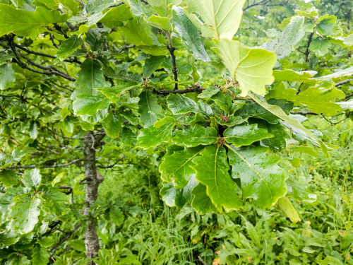 Quercus macranthera subsp. syspirensis — photo