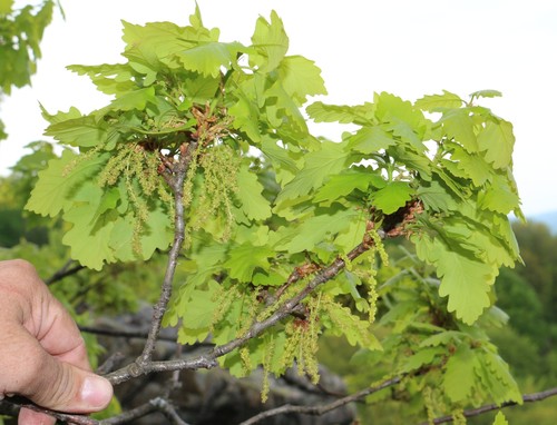 Quercus macranthera subsp. syspirensis — photo