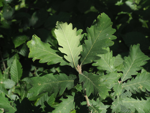 Quercus macranthera subsp. syspirensis