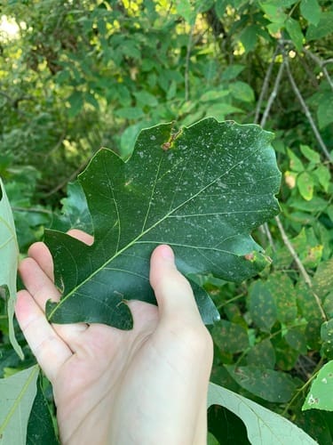 Quercus macrocarpa (Burr oak) — photo
