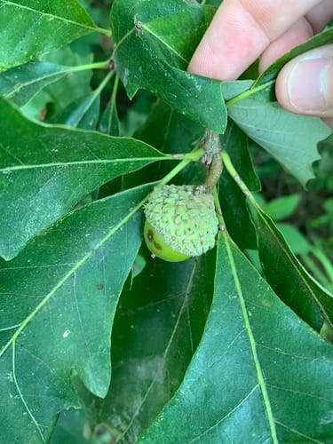 Quercus macrocarpa (Burr oak) — photo