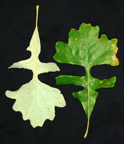 Quercus macrocarpa