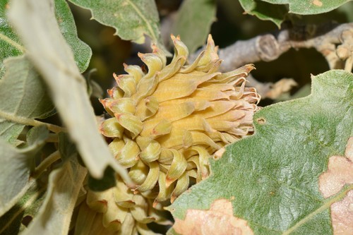 Quercus macrolepis (Camata) — photo