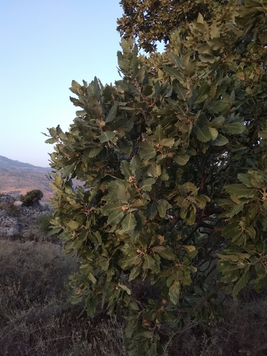 Quercus macrolepis (Camata) — photo