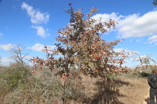 Quercus marilandica (Blackjack oak) — photo