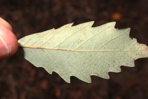 Quercus michauxii (Swamp chestnut oak) — photo