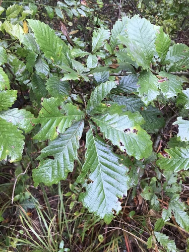 Quercus michauxii (Swamp chestnut oak) — photo