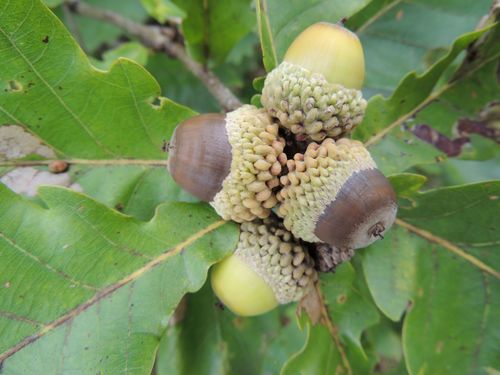 Quercus mongolica (Mongolian Oak) — photo