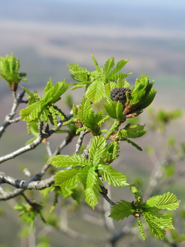 Quercus mongolica (Mongolian Oak) — photo