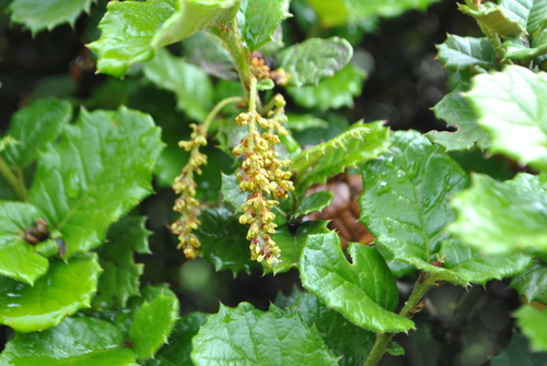 Quercus monimotricha