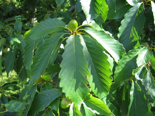 Quercus montana (Chestnut oak) — photo
