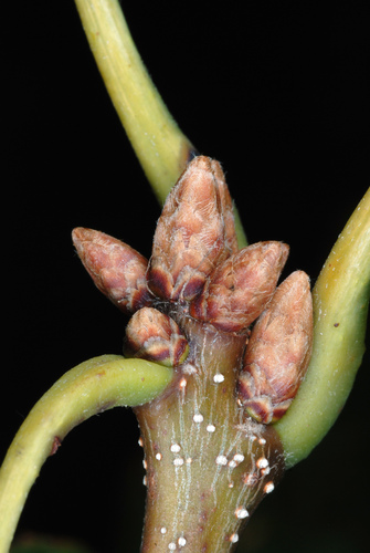 Quercus montana (Chestnut oak) — photo