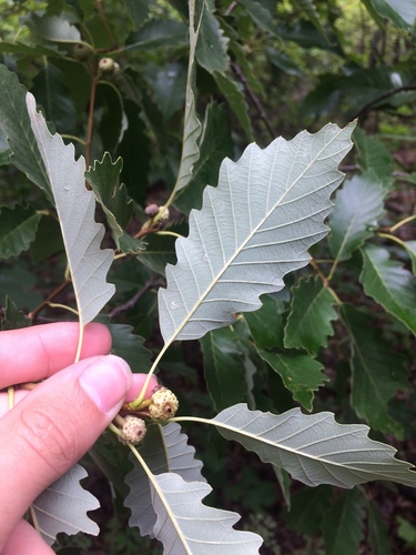 Quercus muehlenbergii