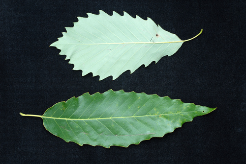 Quercus muehlenbergii (Yellow chestnut oak) — photo