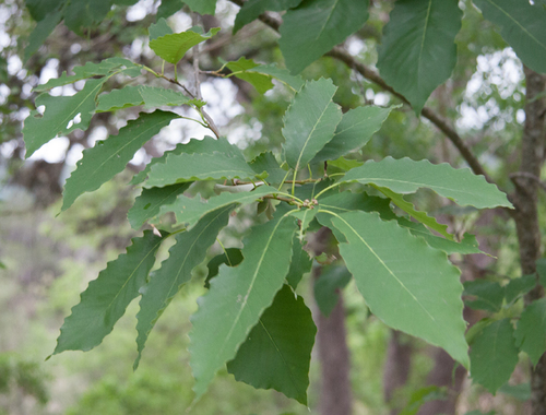 Quercus muehlenbergii (Yellow chestnut oak) — photo
