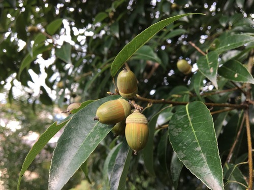 Quercus myrsinifolia (Shira kashi) — photo
