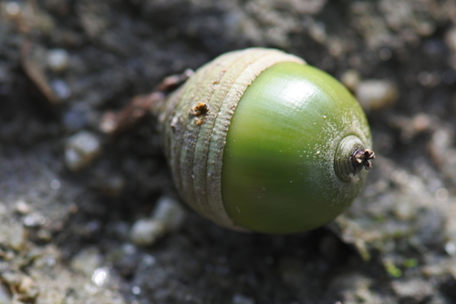 Quercus myrsinifolia (Shira kashi) — photo