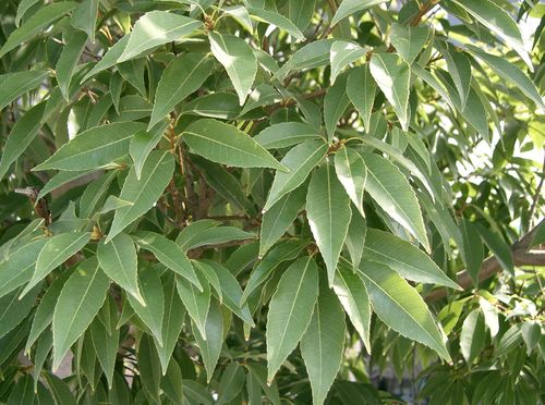 Quercus myrsinifolia