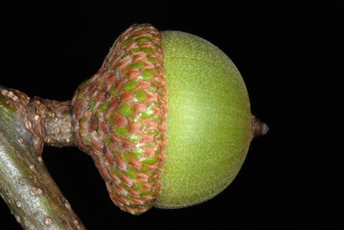 Quercus nigra (Water Oak) — photo