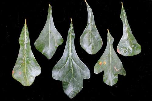 Quercus nigra (Water Oak) — photo