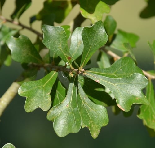 Quercus nigra