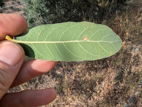 Quercus oblongifolia (Mexican blue oak) — photo