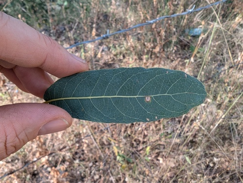 Quercus oblongifolia (Mexican blue oak) — photo