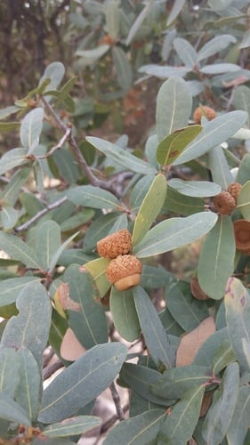 Quercus oblongifolia