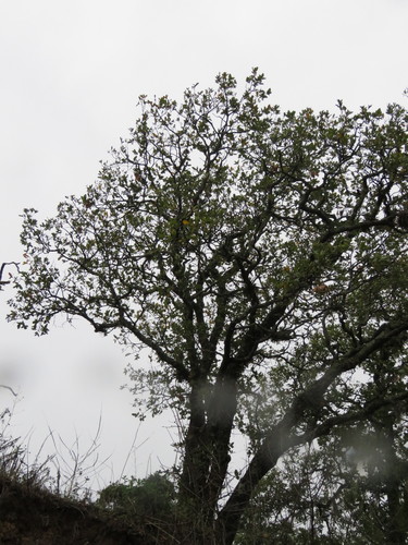 Quercus obtusata — photo
