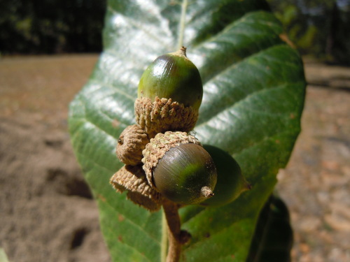 Quercus obtusata