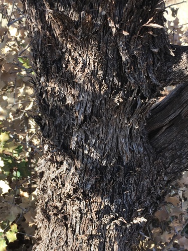 Quercus palmeri (Palmer oak) — photo