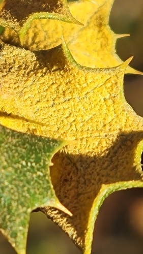 Quercus palmeri (Palmer oak) — photo