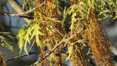 Quercus palustris (Pin oak) — photo
