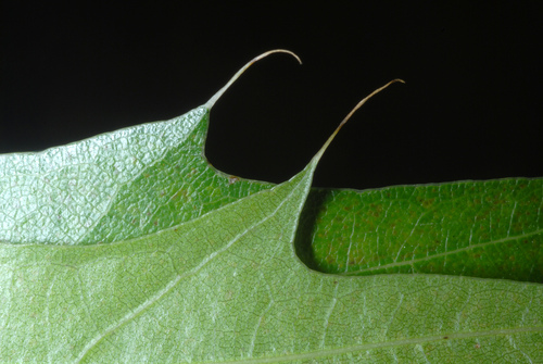 Quercus palustris (Pin oak) — photo