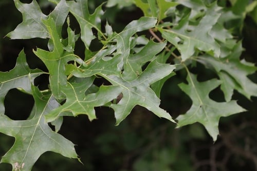 Quercus palustris