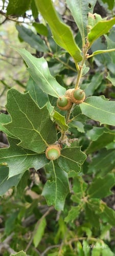 Quercus peninsularis — photo